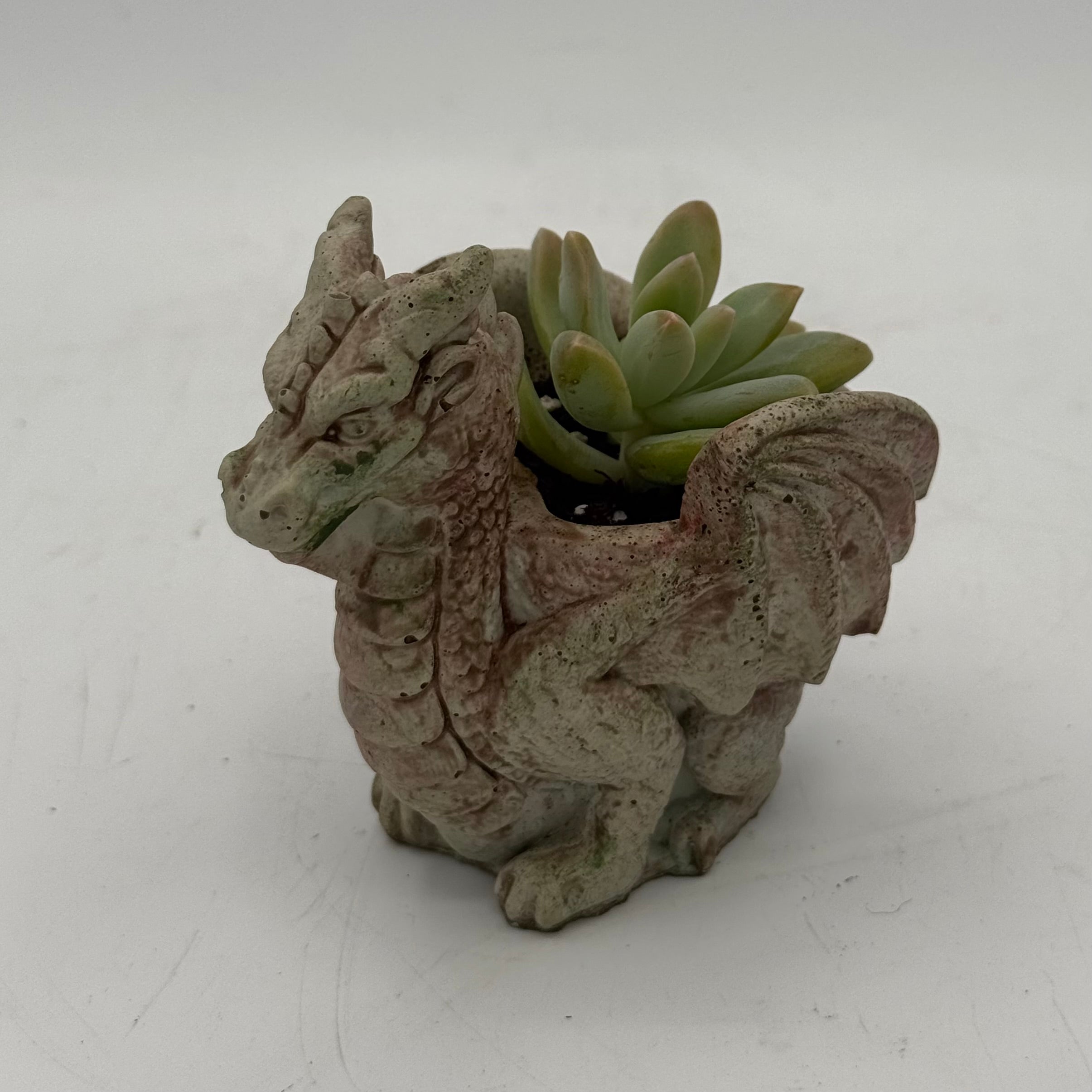 Dragon Planters