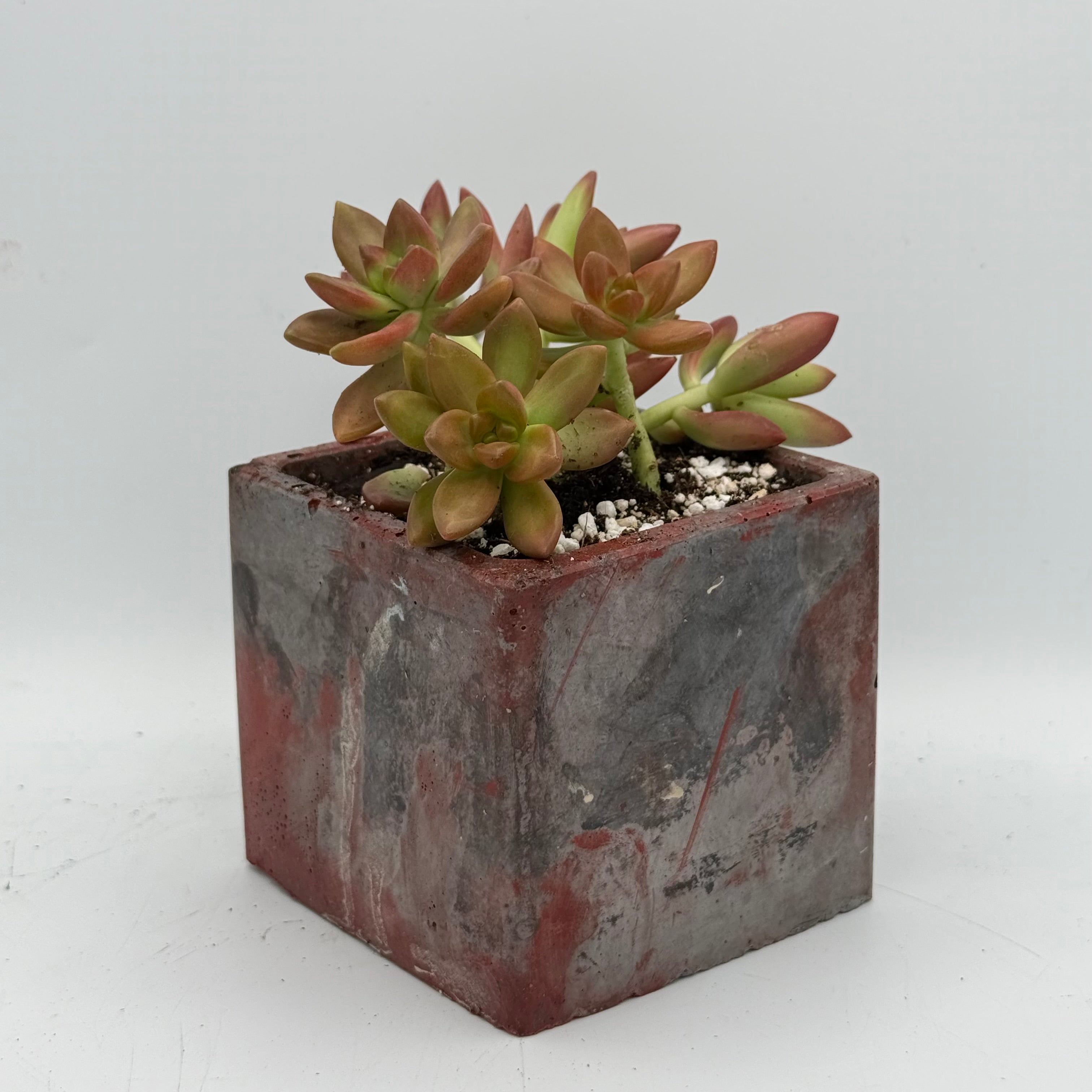 3.5” Square Pots