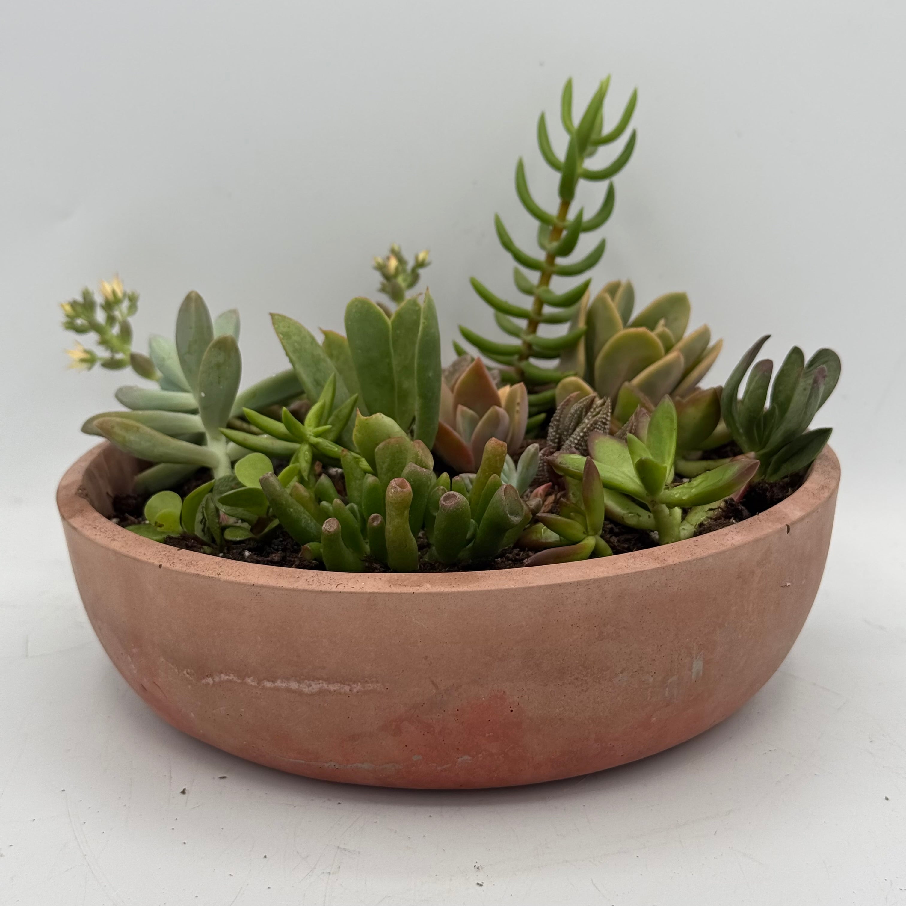 8” Bowl Planters
