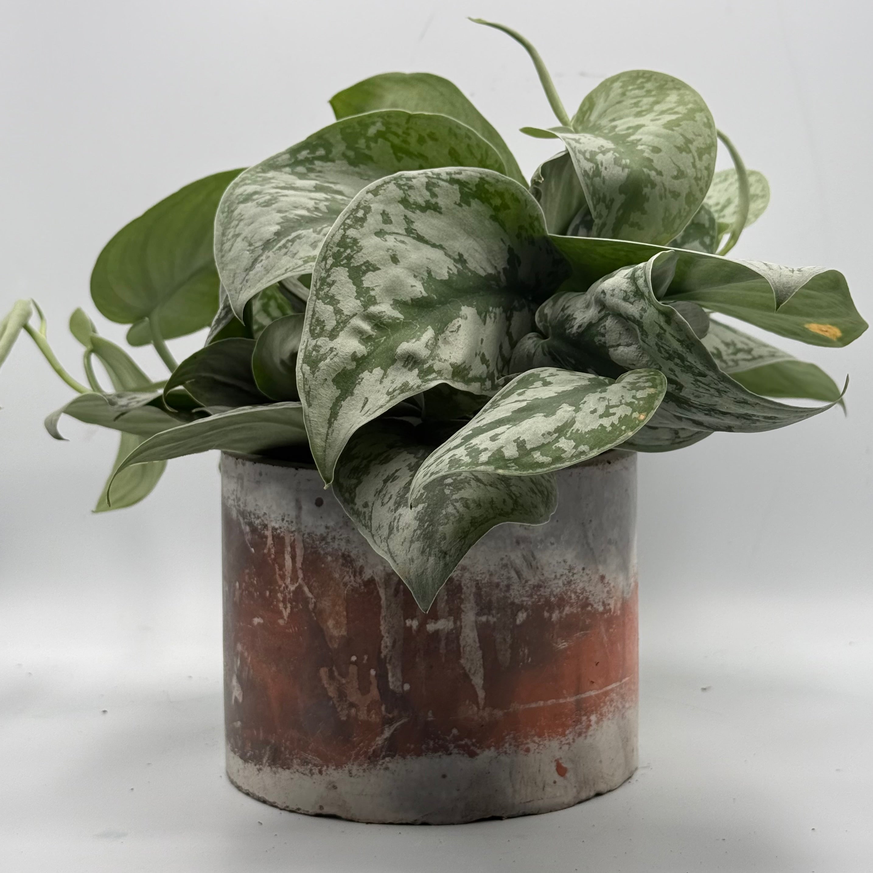 6" Round Pots
