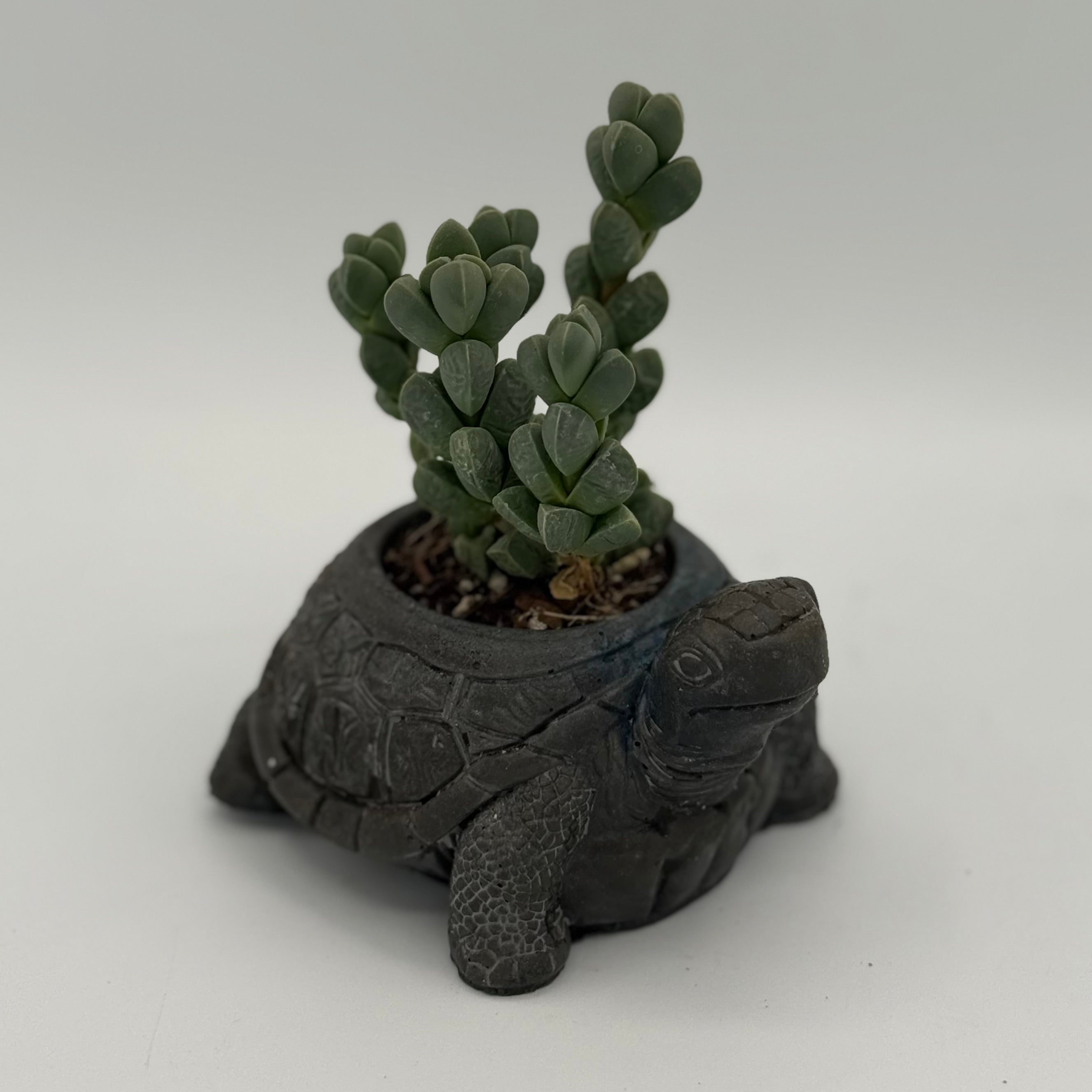 Turtle Planters