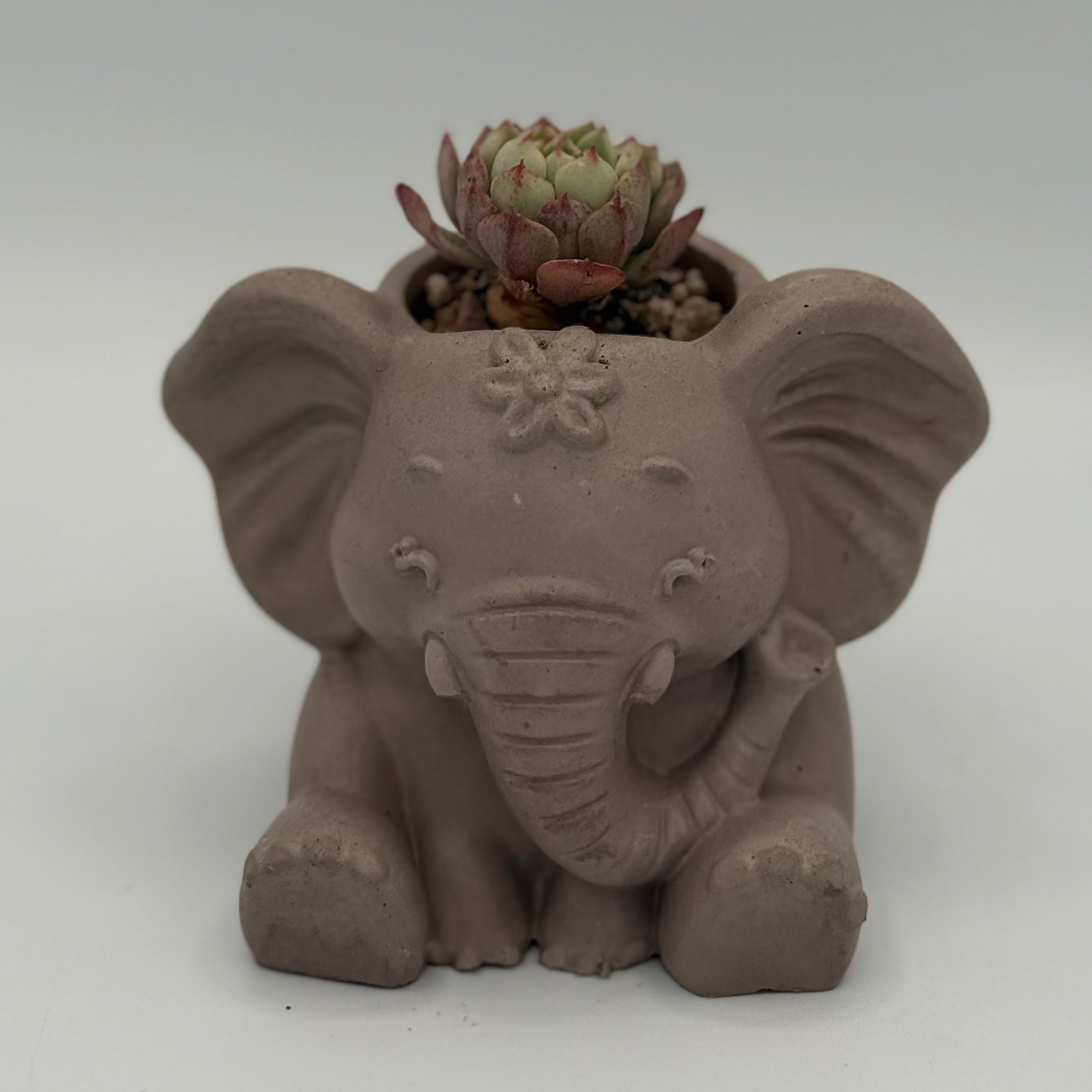 Elephant Planters