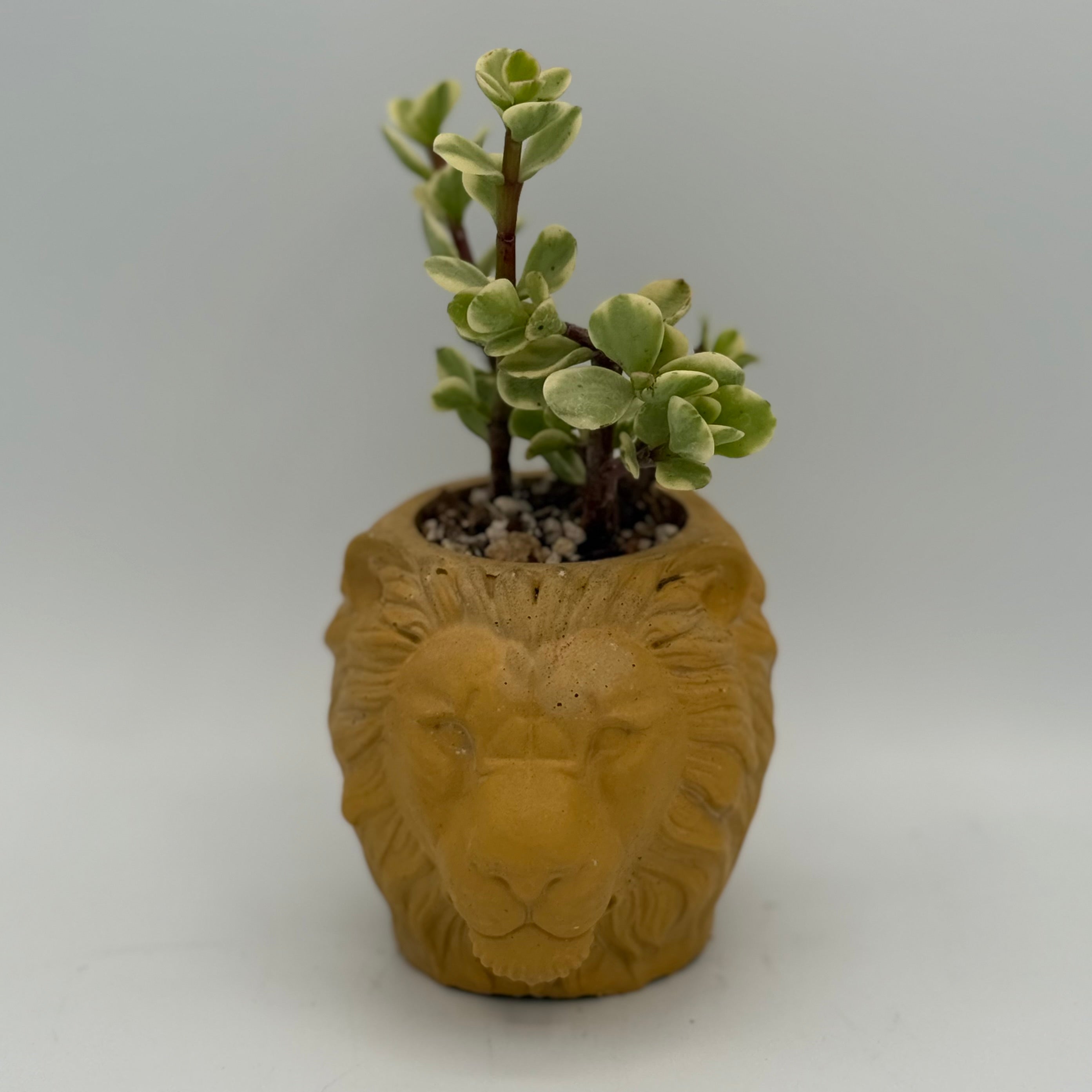 Lion Planters